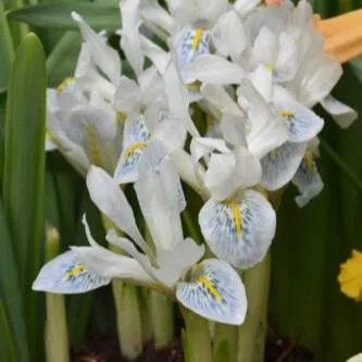 Iris histrioides 'Polar Ice'